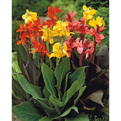 Kana Çiçeği – Tesbih Çiçeği (Canna İndica) Kana Çiçeği – Tesbih Çiçeği (Canna İndica)
