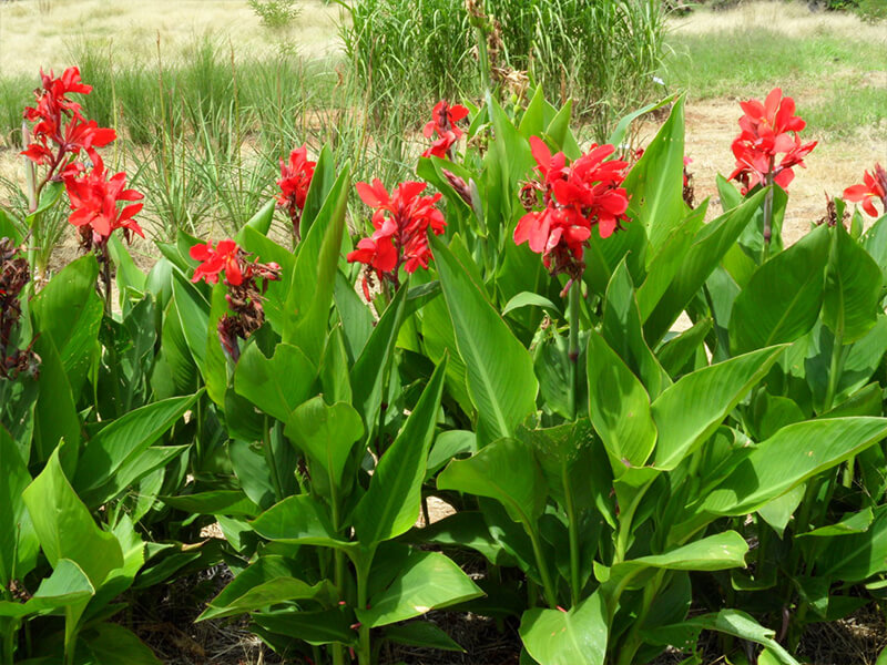 Kana Çiçeği – Tesbih Çiçeği (Canna İndica) Kana Çiçeği – Tesbih Çiçeği (Canna İndica)