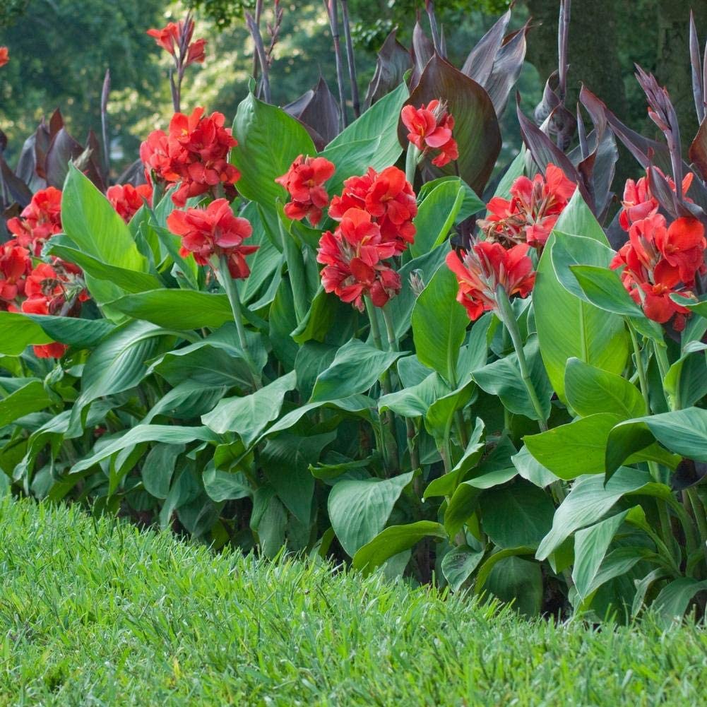 Kana Çiçeği – Tesbih Çiçeği (Canna İndica) Kana Çiçeği – Tesbih Çiçeği (Canna İndica)