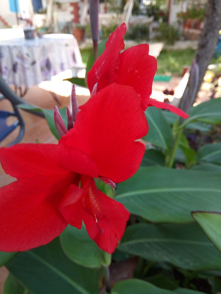 Kana Çiçeği – Tesbih Çiçeği (Canna İndica)