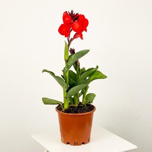 Kana Çiçeği – Tesbih Çiçeği (Canna İndica) Kana Çiçeği – Tesbih Çiçeği (Canna İndica)