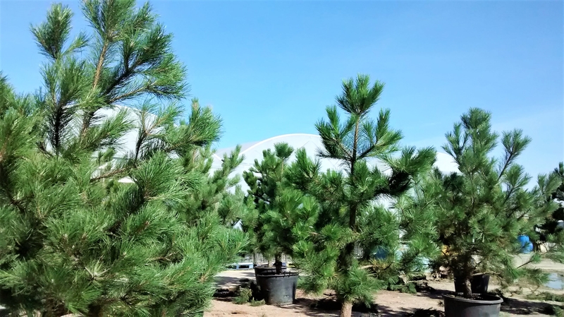 Karaçam Pinus nigra – 200 Gr.