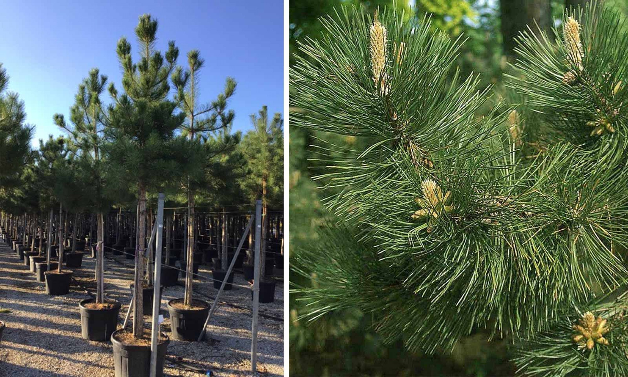 Karaçam Pinus nigra – 200 Gr.