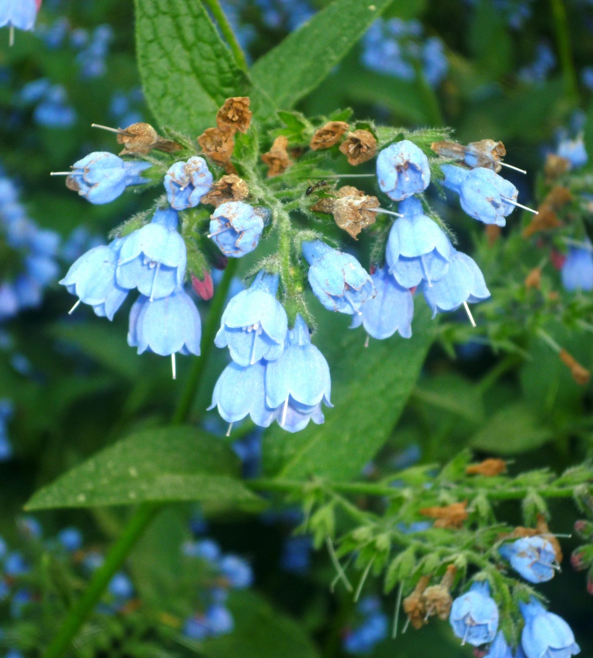 Karakafes Otu Symphytum Officinale Karakafes Otu Symphytum Officinale