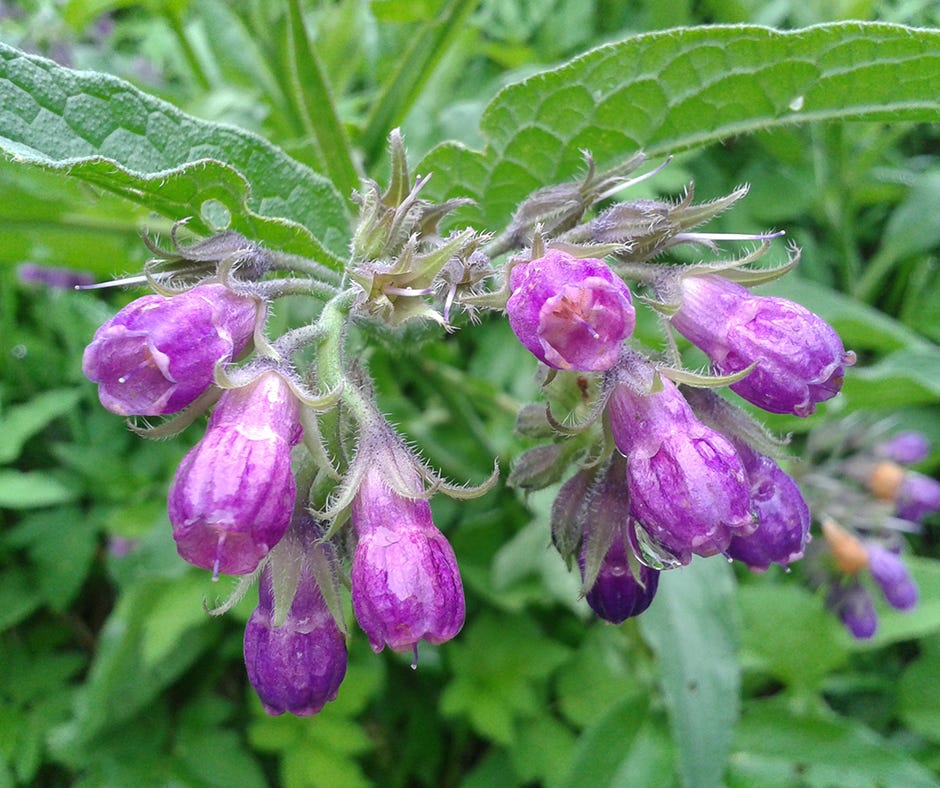 Karakafes Otu Symphytum Officinale