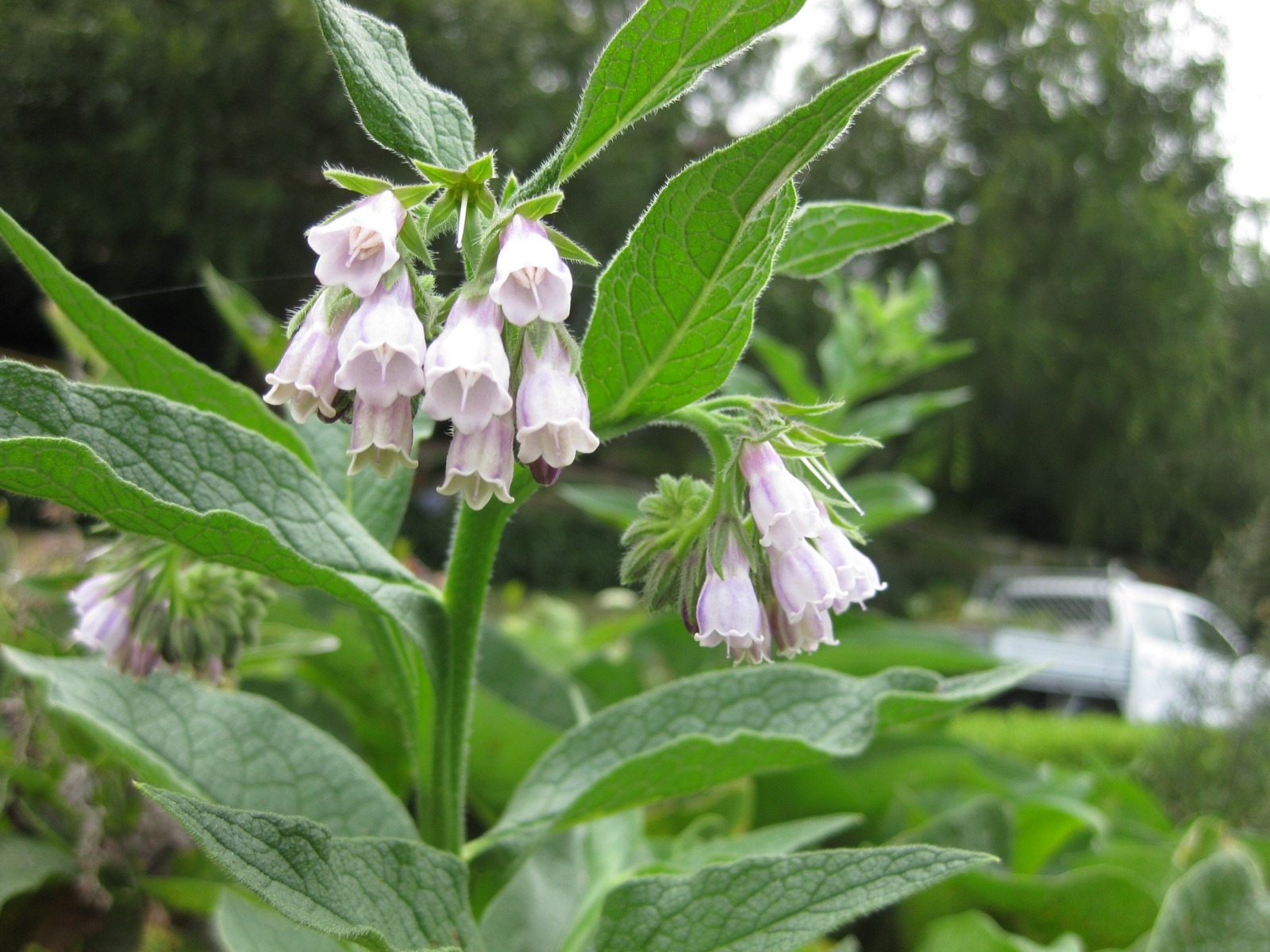 Karakafes Otu Symphytum Officinale Karakafes Otu Symphytum Officinale