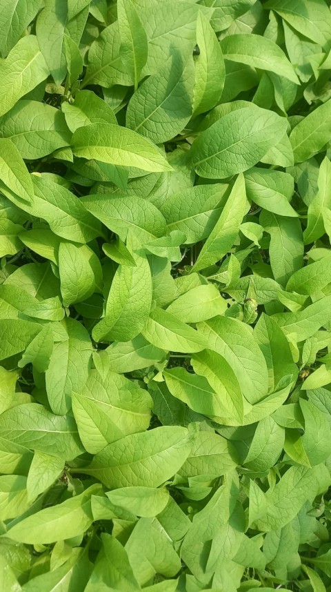 Karakafes Otu Symphytum Officinale Karakafes Otu Symphytum Officinale