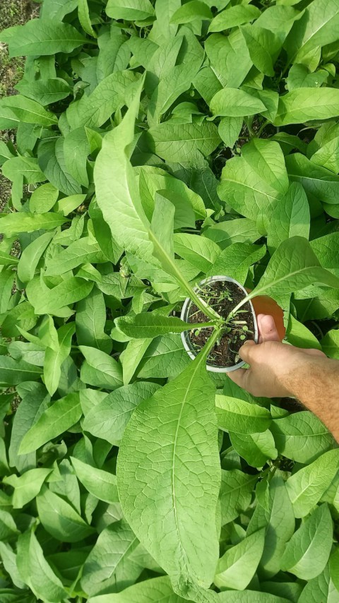 Karakafes Otu Symphytum Officinale Karakafes Otu Symphytum Officinale