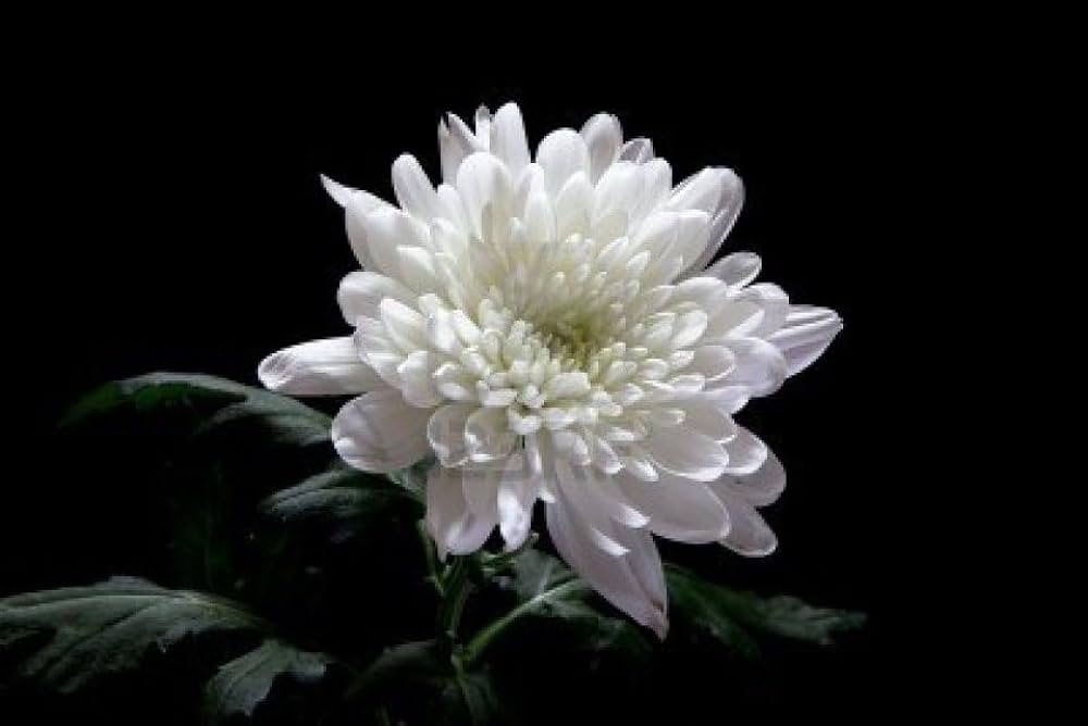 Kasımpatı Krizantem Chrysanthemum Beyaz 3 Adet Kasımpatı Krizantem Chrysanthemum Beyaz 3 Adet