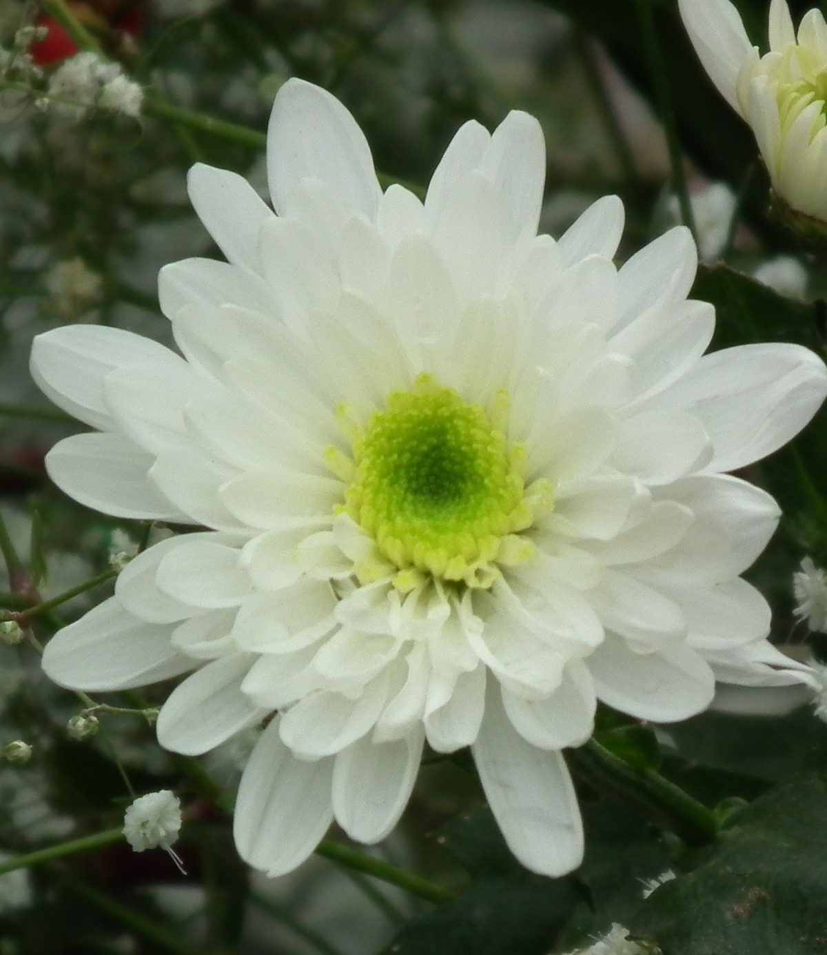 Kasımpatı Krizantem Chrysanthemum Beyaz 3 Adet Kasımpatı Krizantem Chrysanthemum Beyaz 3 Adet
