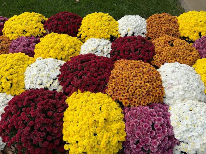 Kasımpatı Krizantem Chrysanthemum Beyaz 3 Adet