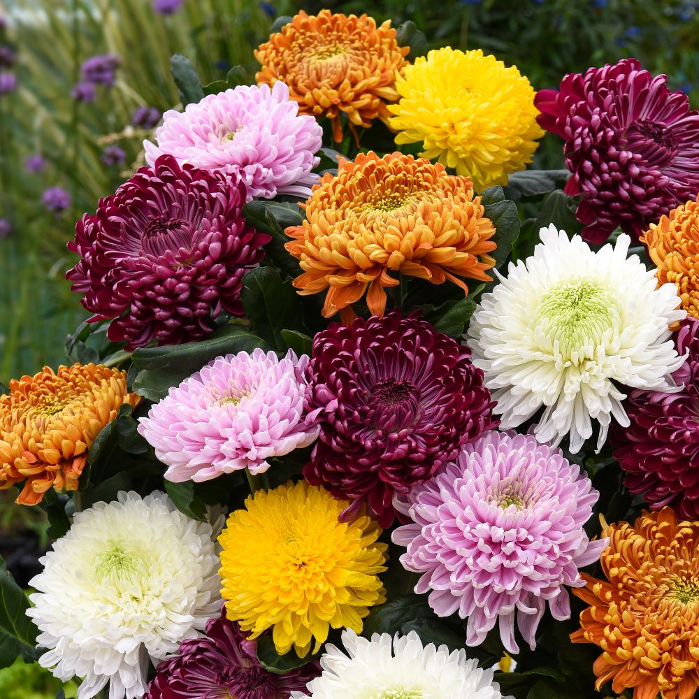 Kasımpatı Krizantem Chrysanthemum Beyaz 3 Adet