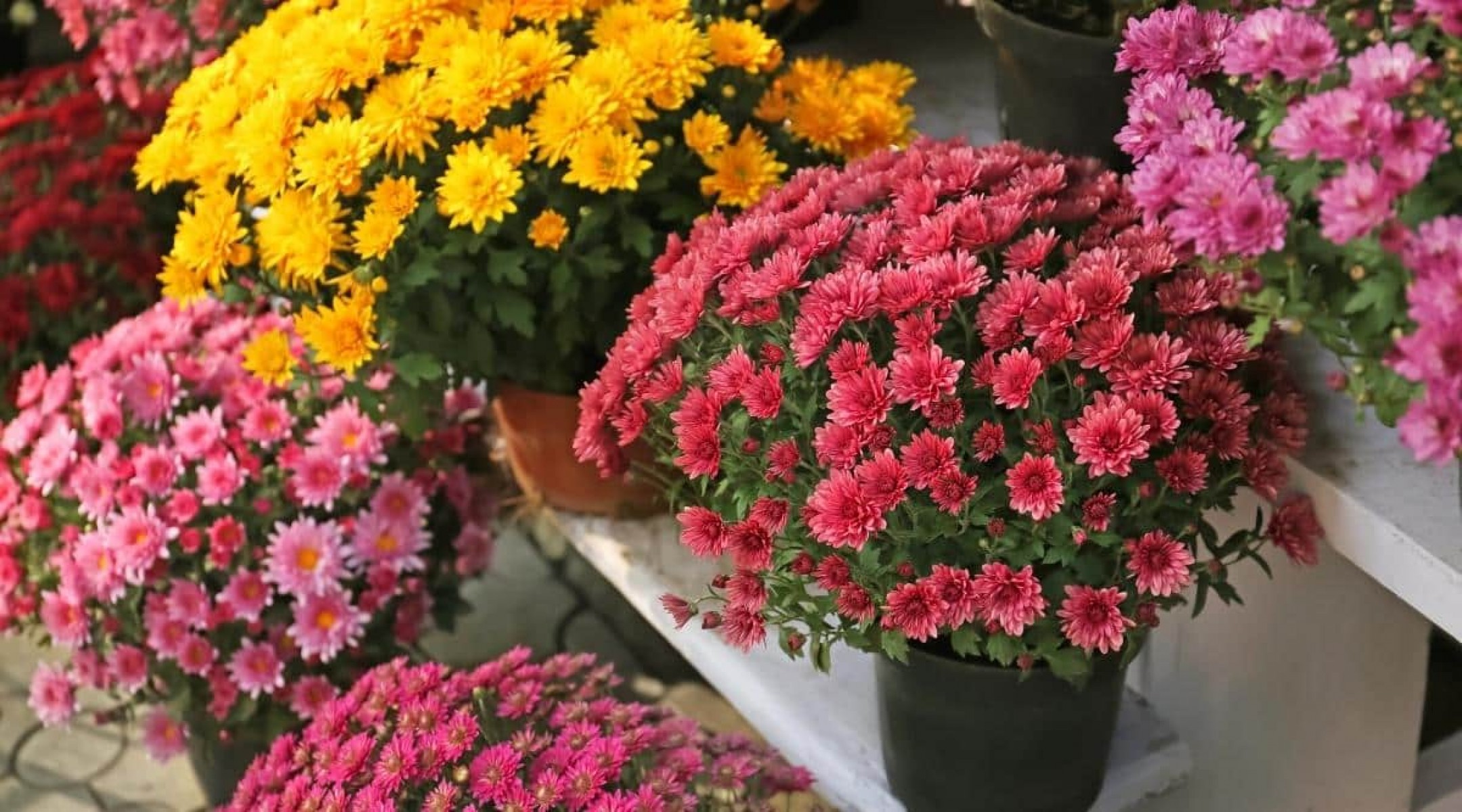 Kasımpatı Krizantem Chrysanthemum Kırmızı 3 Adet Kasımpatı Krizantem Chrysanthemum Kırmızı 3 Adet