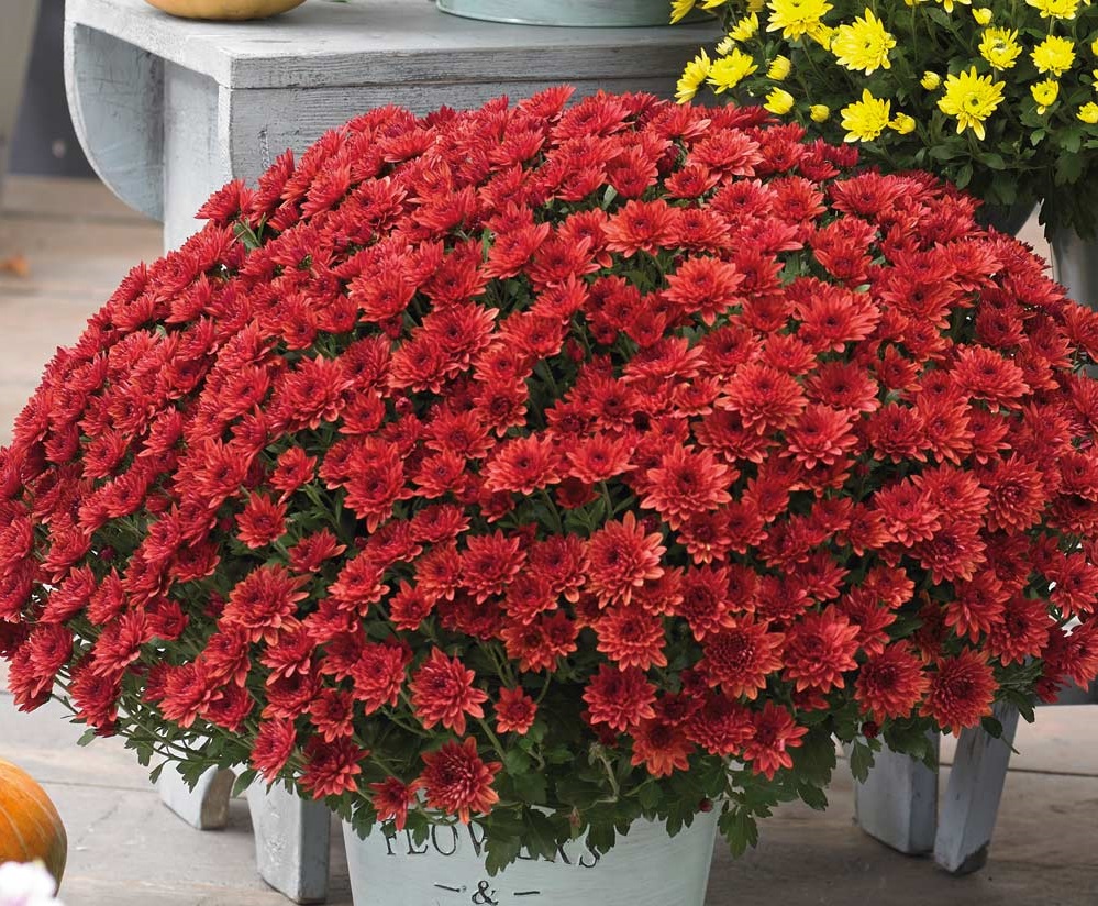 Kasımpatı Krizantem Chrysanthemum Kırmızı 3 Adet