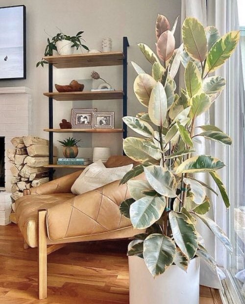 Kauçuk – Ficus Elastica& Ficus Elastica Tineke 2'li Set