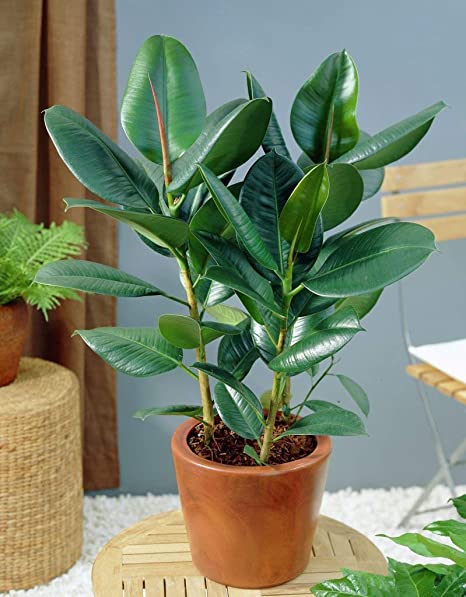 Kauçuk – Ficus Elastica& Ficus Elastica Tineke 2'li Set