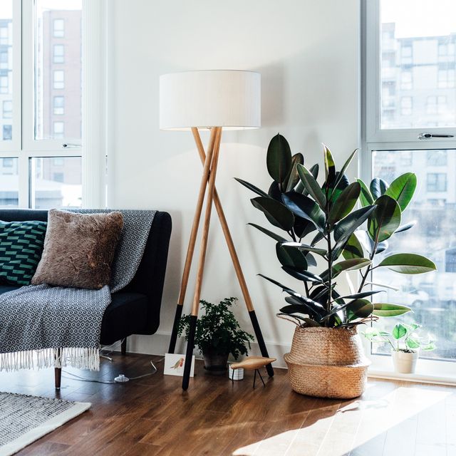 Kauçuk – Ficus Elastica 40- 60 cm