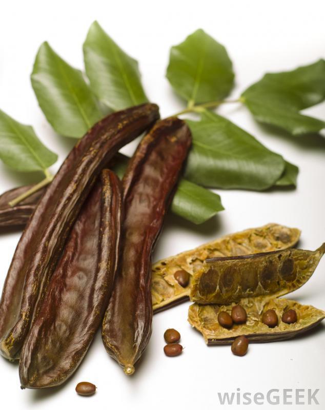 Keçiboynuzu Harput Fidanı Ceratonia Siliqua