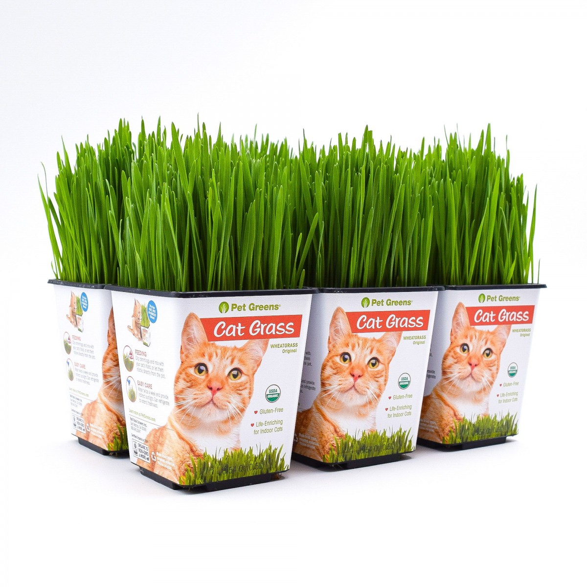Kedi Çimi 12 cm'lik Saksıda