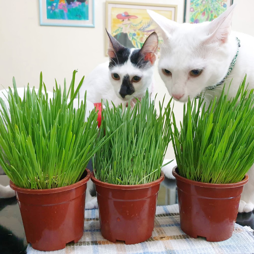 Kedi Çimi 12 cm'lik Saksıda 3 Adet Kedi Çimi 12 cm'lik Saksıda 3 Adet