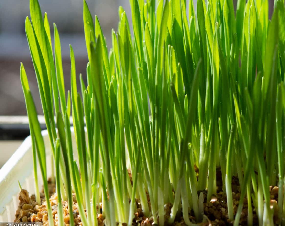 Kedi Çimi 12 cm'lik Saksıda 3 Adet