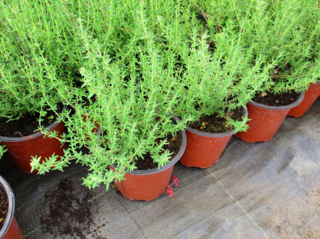 Kekik - Thymus vulgaris 10 Adet Kekik - Thymus vulgaris 10 Adet
