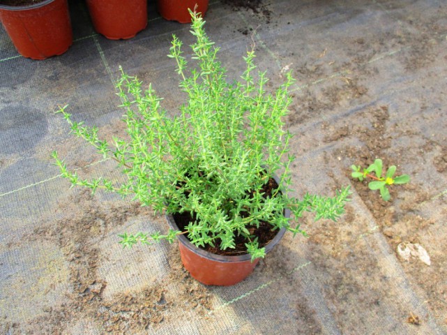 Kekik - Thymus vulgaris 3 Adet Kekik - Thymus vulgaris 3 Adet