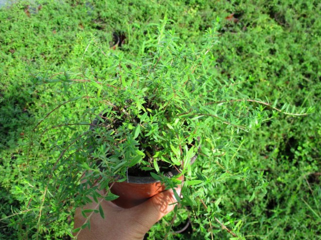 Kekik  - Thymus vulgaris 3 Adet