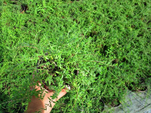 Kekik - Thymus vulgaris 3 Adet Kekik - Thymus vulgaris 3 Adet