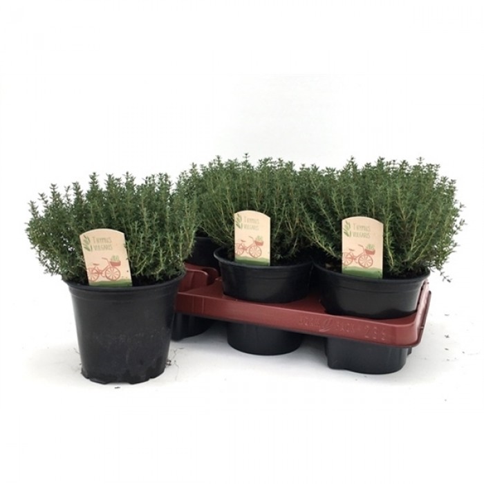 Kekik  - Thymus vulgaris 5 Adet