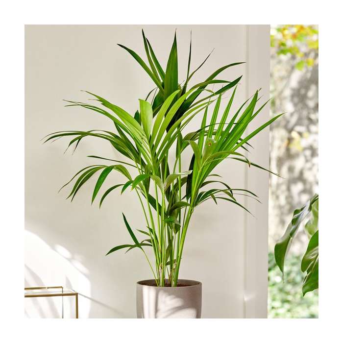 Kentya palmiyesi – Kentia Palm 100-120 cm Kentya palmiyesi – Kentia Palm 100-120 cm