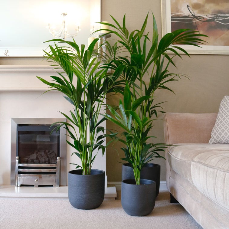 Kentya palmiyesi – Kentia Palm 100-120 cm Kentya palmiyesi – Kentia Palm 100-120 cm