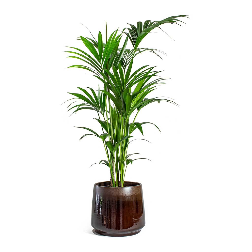 Kentya palmiyesi – Kentia Palm 100-120 cm Kentya palmiyesi – Kentia Palm 100-120 cm