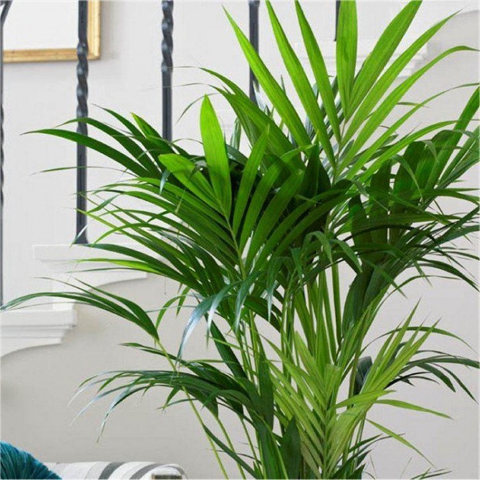 Kentya palmiyesi – Kentia Palm 100-120 cm Kentya palmiyesi – Kentia Palm 100-120 cm