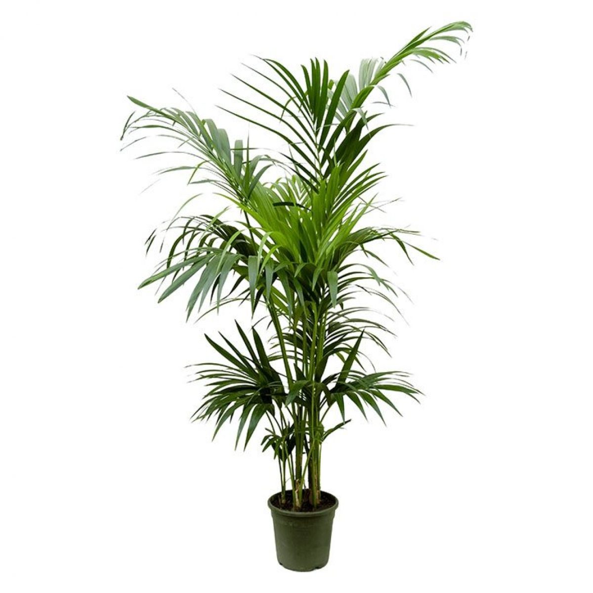 Kentya palmiyesi – Kentia Palm 100-120 cm Kentya palmiyesi – Kentia Palm 100-120 cm