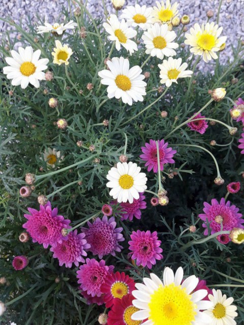 Kır Papatyası Aster alpinus – Karışık Renklerde 5 Adet