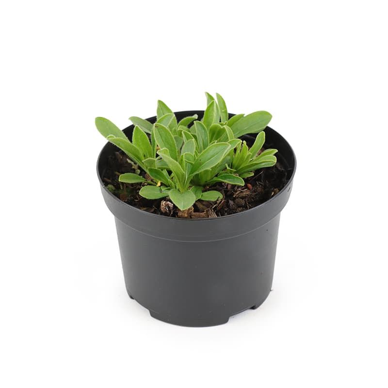 Kır Papatyası Aster alpinus – Karışık Renklerde 5 Adet