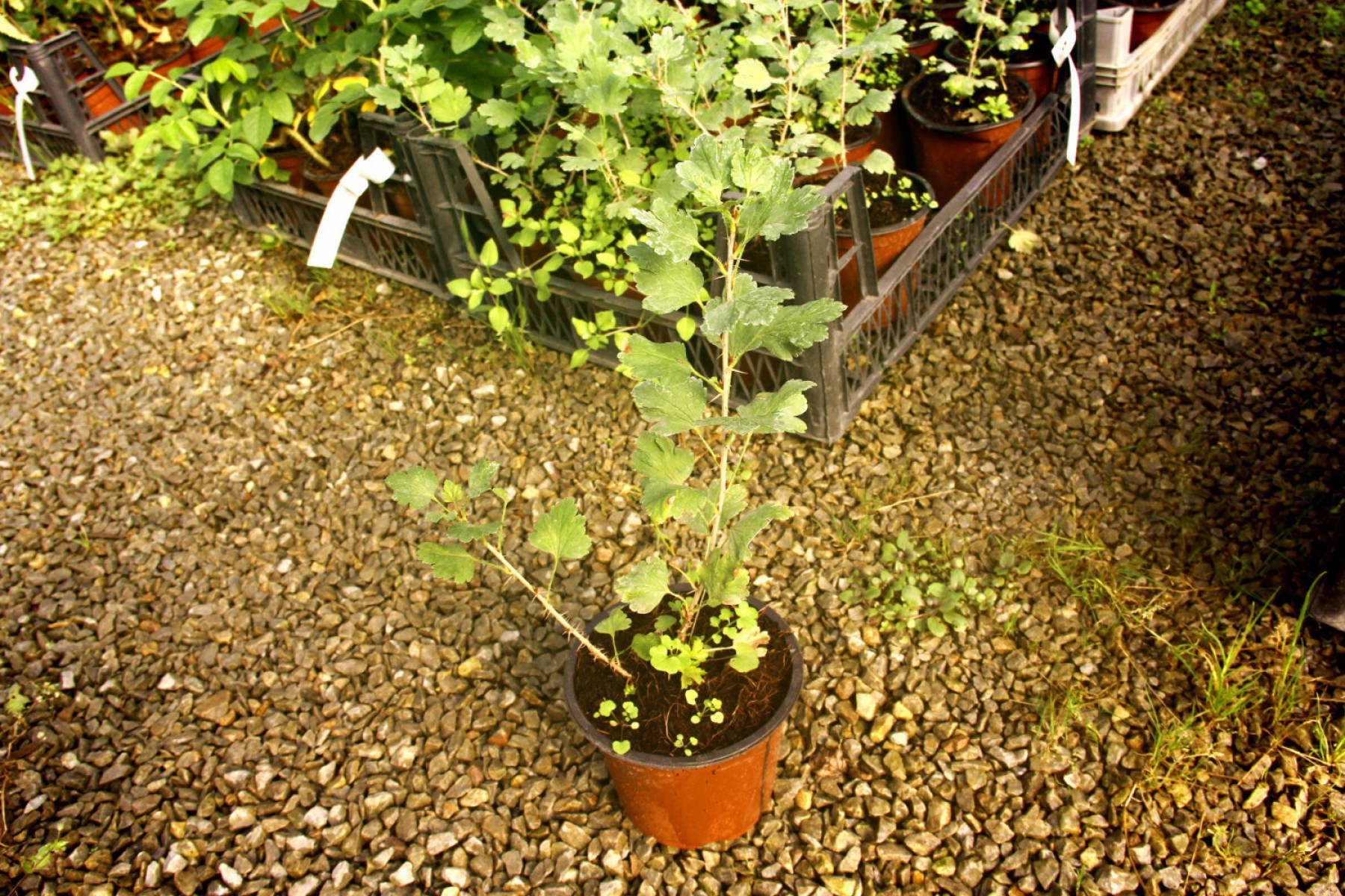 Kırmızı Bektaşi Üzümü Fidanı 5 Adet