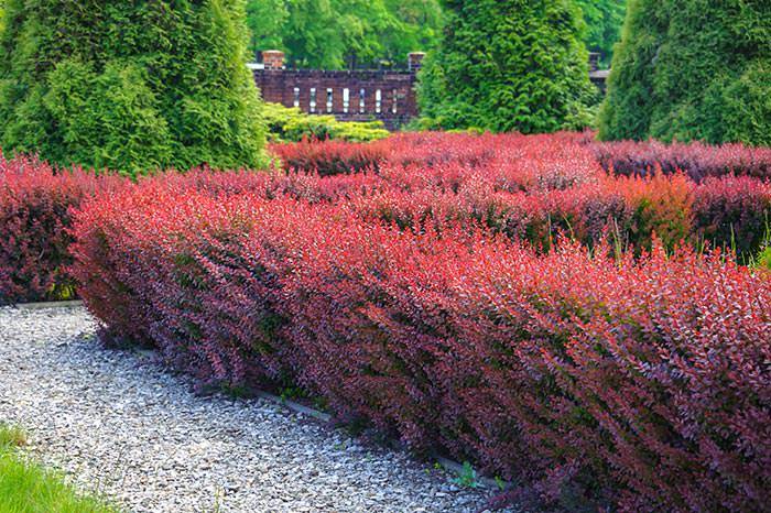 Kırmızı Berberis – Kadın Tuzluğu – Berberis Thunbergii Kırmızı Berberis – Kadın Tuzluğu – Berberis Thunbergii