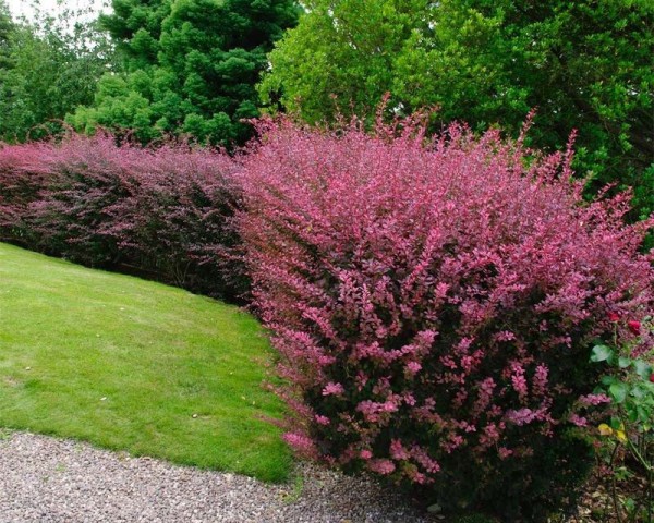 Kırmızı Berberis – Kadın Tuzluğu – Berberis Thunbergii