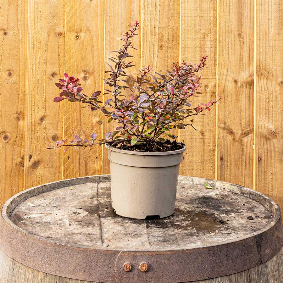 Kırmızı Berberis – Kadın Tuzluğu – Berberis Thunbergii
