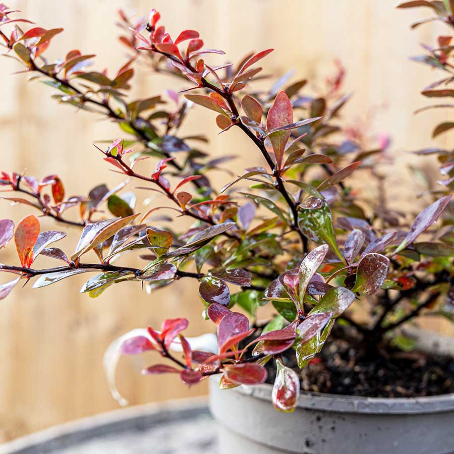 Kırmızı Berberis – Kadın Tuzluğu – Berberis Thunbergii Kırmızı Berberis – Kadın Tuzluğu – Berberis Thunbergii