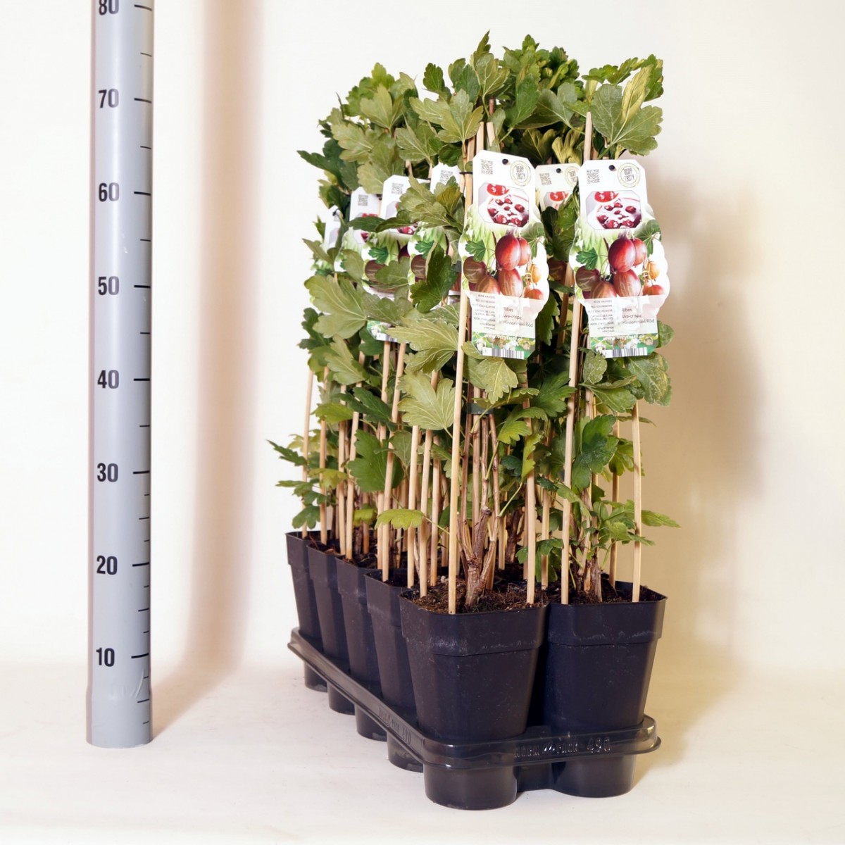 Kırmızı Frenk Üzümü Fidanı 3 Adet