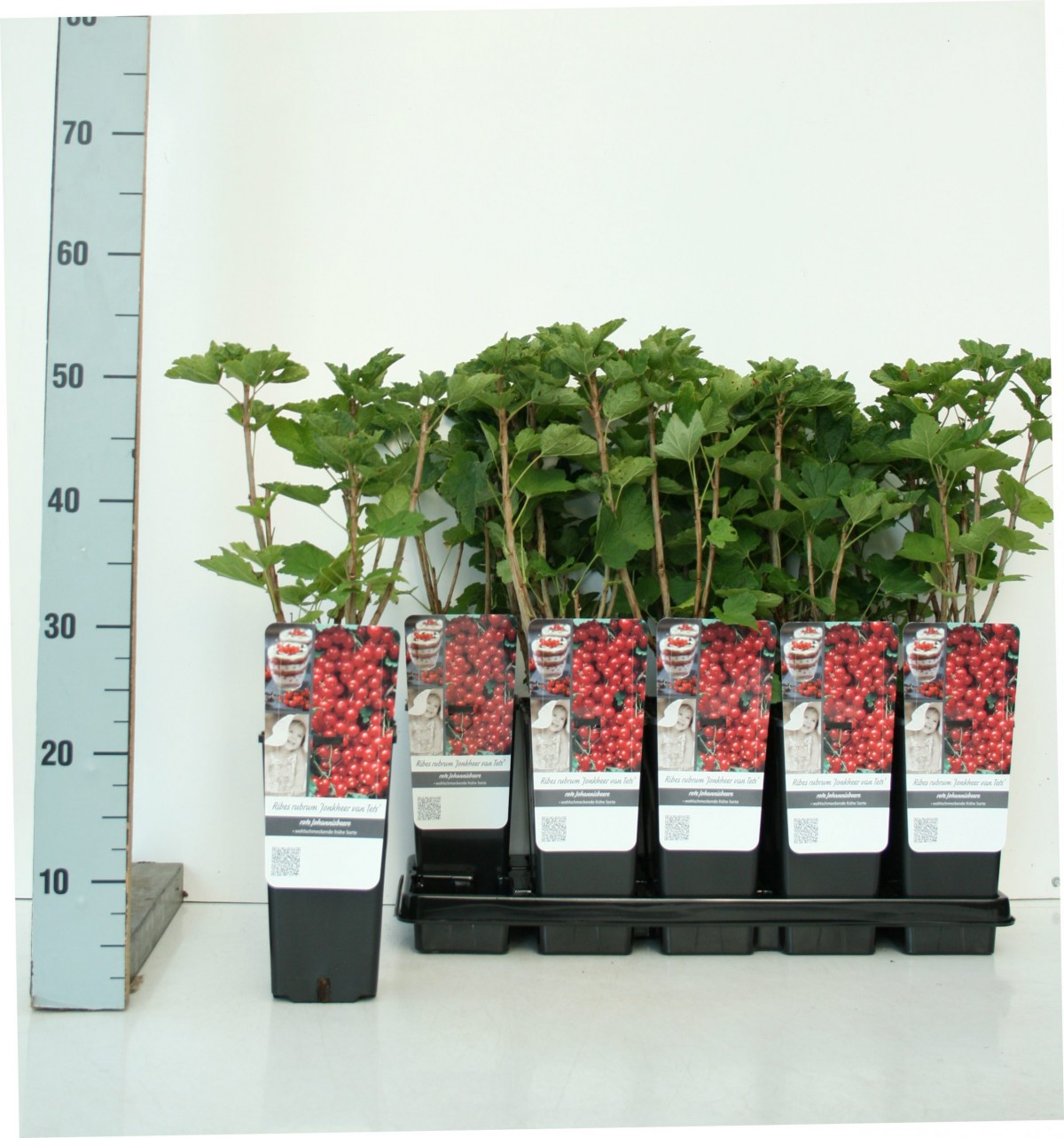 Kırmızı Frenk Üzümü Fidanı 2-3 Yaş