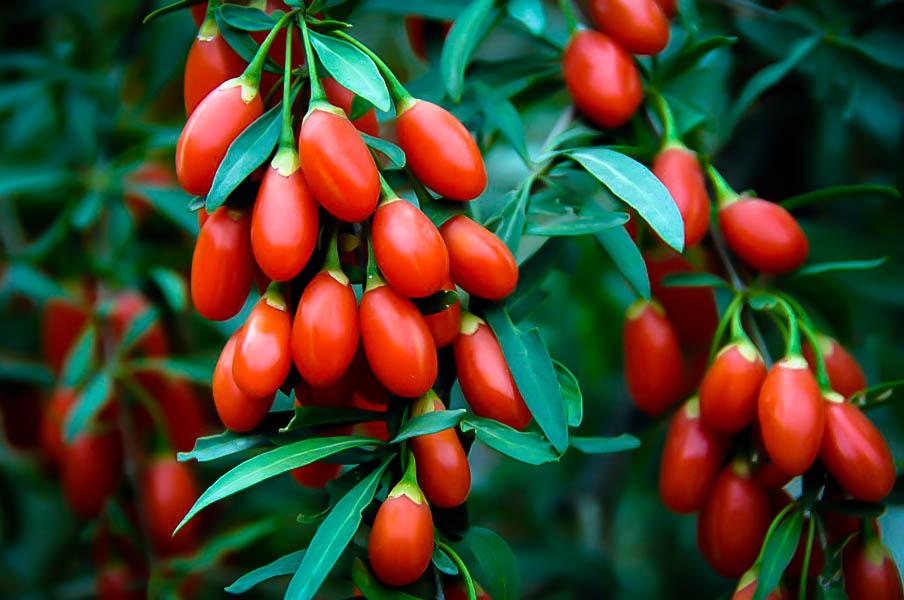 Kırmızı Goji Berry Fidanı 3 Adet