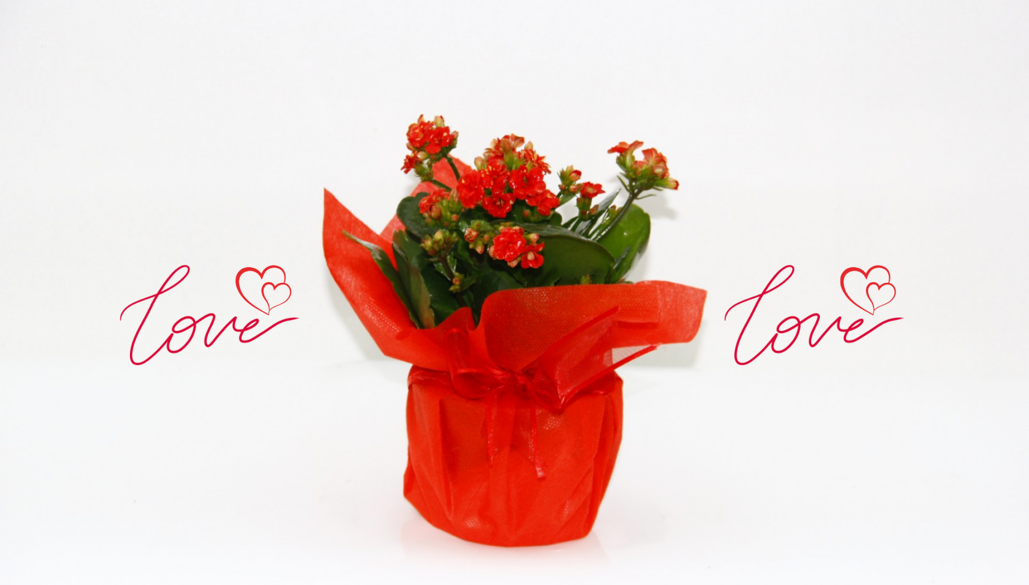 KIRMIZI KALANŞO ÇİÇEĞİ - SEVGİLİLER GÜNÜ ve ÖZEL GÜN HEDİYESİ KIRMIZI KALANŞO ÇİÇEĞİ - SEVGİLİLER GÜNÜ ve ÖZEL GÜN HEDİYESİ