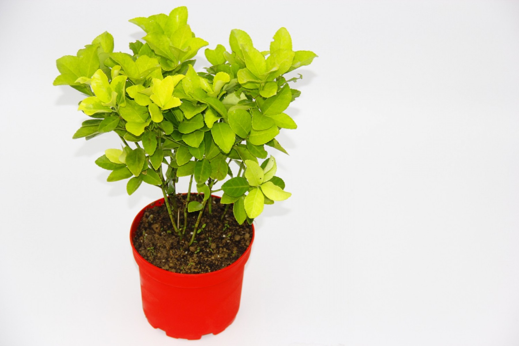 Kırmızı Saksıda Gold Taflan Euonymus