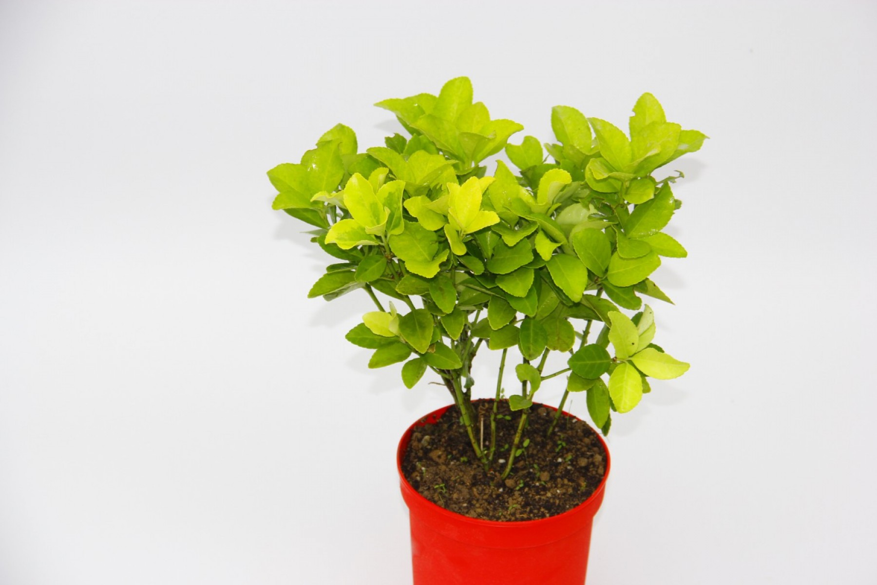 Kırmızı Saksıda Gold Taflan Euonymus