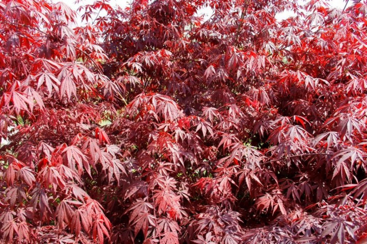 Kırmızı Yapraklı Japon Akçaağaç Acer Palmatum Atropurpureum 5 Adet