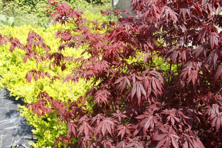 Kırmızı Yapraklı Japon Akçaağaç Acer Palmatum Atropurpureum 5 Adet